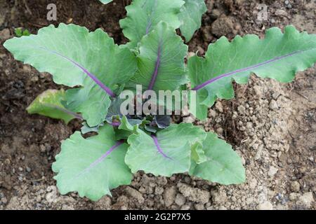 Foglie del Kohlrabi (dal tedesco per la rapa di cavolo; Brassica oleracea Gongylodes Group), chiamato anche rapa tedesca, che cresce in bassa Austria Foto Stock