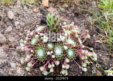 Il sempervivum arachnoideum (in tedesco Spinnwebhauswurz) è una specie di pianta fiorente della famiglia Crassulacea. Austria Foto Stock