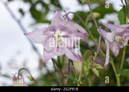 Aconite fiore comunemente noto come aconitum, monkshood, lupo. Aconitum lycocctonum - la famiglia Ranunculaceae, originaria di gran parte dell'Europa e dell'Asia settentrionale Foto Stock