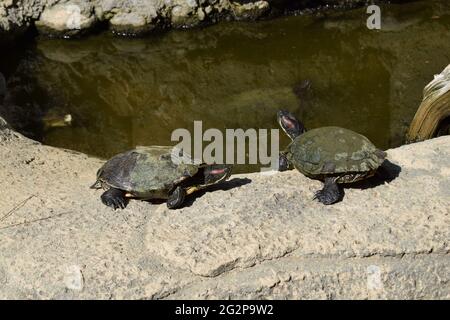 Tartarughe prendere un bagno di sole sulla roccia vicino stagno. Tartarughe di gruppo al sole sullo stagno. Tartarughe acquatiche che riposano su una roccia fuori dall'acqua Foto Stock