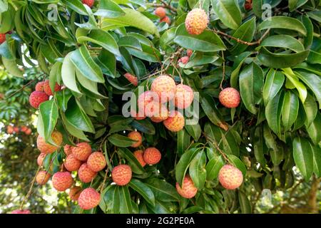 lychee cinese, frutti di litche pendono su un albero di luce del giorno Foto Stock
