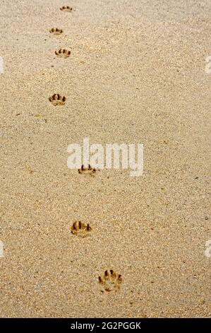 la zampa del cane stampa sulla spiaggia in posizione verticale Foto Stock