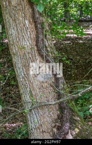 Vista closeup di una grande vite avvelenosa che cresce su un grande albero spesso con un sacco di radici pelose per attaccarsi alla corteccia dell'albero nella foresta Foto Stock