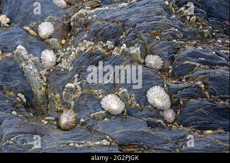 Conchiglie di mare sulle rocce Foto Stock
