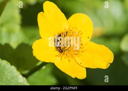 Earwig nel fiore di una Marigold Marsh (Caltha palustris) Foto Stock