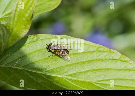 Batman Hoverfly (Myathropa florea) arroccato su una foglia Foto Stock