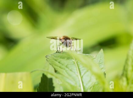 Batman Hoverfly (Myathropa florea) arroccato su una foglia Foto Stock
