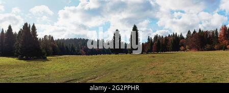Prato della foresta d'autunno, con allevamento di pecore al pascolo in lontananza, alberi di conifere sfondo - tipico paesaggio slovacco della regione di Liptov Foto Stock