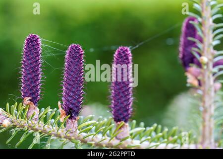 Giovane abete rosso porpora (specie abies) coni che crescono su ramo con abete, dettaglio closeup Foto Stock