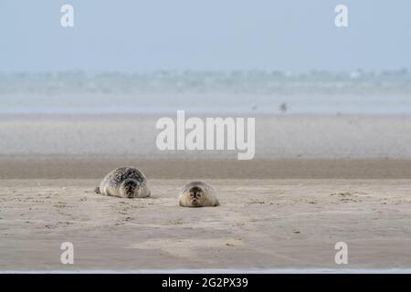 Vista di due foche comuni crogiolarsi al sole su un banco di sabbia nel mare di Wadden foche comuni crogiolarsi al sole su un banco di sabbia nel mare di Wadden Foto Stock