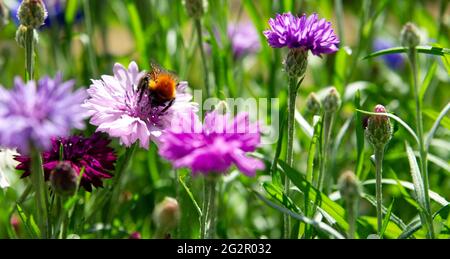 Foto macro. Bumblebee occupato raccogliere polline in fiori di mais. Foto Stock