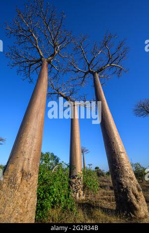 Avenue de Baobab in Madagascar Foto Stock