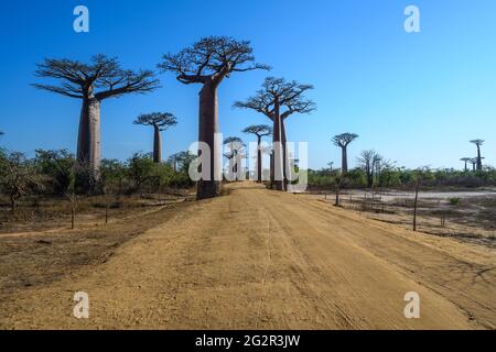 Avenue de Baobab in Madagascar Foto Stock