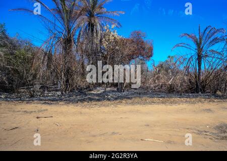 Unterwegs nach tsingy de bemaraha Foto Stock