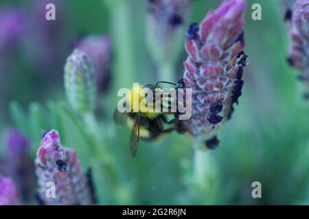 Bumblebee maschile precoce, Bombus pratorum, che si nuote su una testa di Lavendula stoechas luci viola, lavanda francese in estate Regno Unito Foto Stock