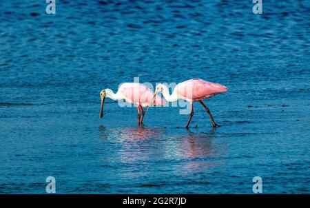 Coppia di spatole di rosato (Platalea ajaja)wading, Ding Darling Wildlife Refuge, Sanibel Island, Florida Foto Stock