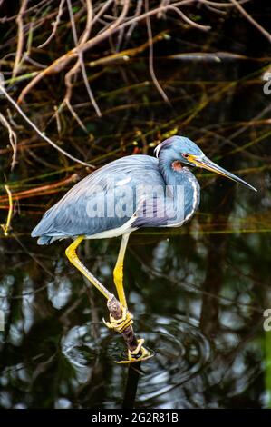 Little Blue Heron (Egretta caerulea), Centro visitatori Shark Valley, Parco Nazionale Everglades, Florida Foto Stock