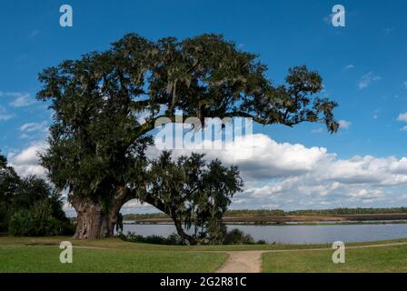 L'enorme albero di quercia di Middleton situato a Charleston, Carolina del Sud Foto Stock