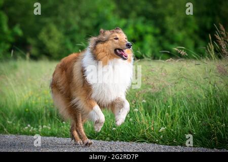 American Collie running Foto Stock
