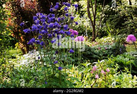 Ritmo di maggio - un confine giardino di campagna Foto Stock