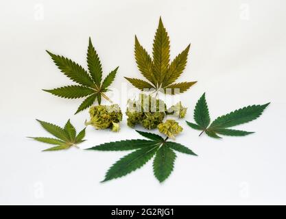 Foglie di marijuana, gemme, marijuana medica commestibile Foto Stock