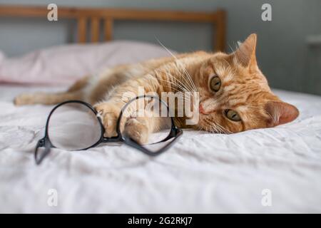 divertente gatto zenzero grasso si trova sul letto e gioca con gli occhiali in cornici nere. Inizio di un nuovo anno scolastico Foto Stock