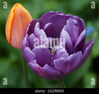 Tulipa' Blue Parrot' e Tulipa 'Apricot Beauty' Foto Stock