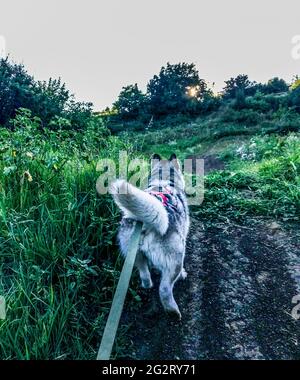 Malamute al guinzaglio. Malamuto in modo fuorimano. Mi folow cane. Foto Stock