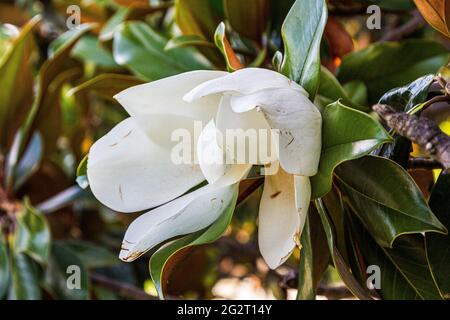 Il fiore di magnolia. Un primo piano di magnolia. Magnolia su un albero. Magnolia Foto Stock