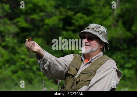 Uomo nel suo 60's esaminare Monarch, Danaus plexippus, appena prima di rilasciarlo Foto Stock