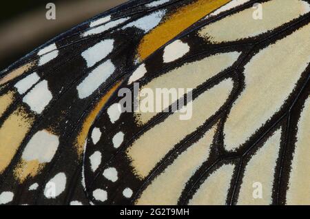 Monarch, Danaus plexippus, dettaglio ala Foto Stock