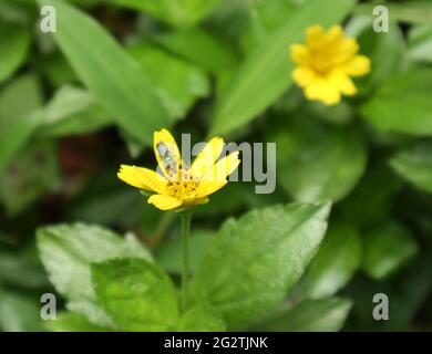 Un'ape di sudore verde metallico che si alimenta con il probossi e la lingua su un fiore giallo Foto Stock