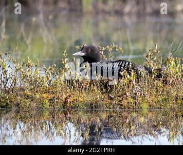 Un Loon comune (immer gavia) nidificazione in una palude Foto Stock