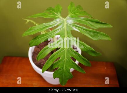 Forma a foglia unica di Philodendron radiatum, una pianta tropicale interna Foto Stock
