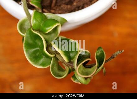 Una pianta di corda indù variegata, con il nome scientifico Hoya Carnosa Compacta Foto Stock