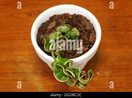 Una pianta di corda indù variegata, con il nome scientifico Hoya Carnosa Compacta Foto Stock