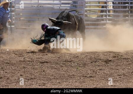 Eventi di rodeo dal rodeo Top of the World 2021, altitudine 9600 metri circa, Cripple Creek Colorado Foto Stock