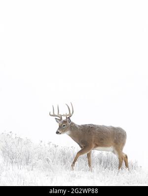 Whitetail buck cervi in un paesaggio invernale con neve e brina di cinghiale - un selvaggio, buck libero sulla terra pubblica Foto Stock