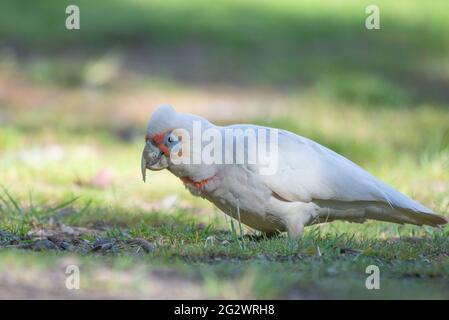 A lungo fatturati Corella Foto Stock