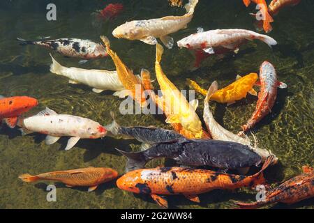 Uno spettacolare pesce Koi nuoto in stagno Foto Stock