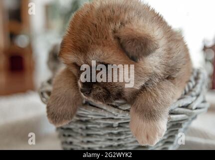 Primo piano di un puppy divertente e soffice che riposa in un cestino. Foto Stock