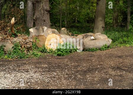 Tronco di albero tagliato in registri Foto Stock