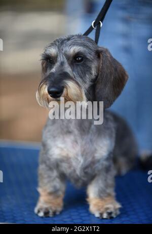 Dachshund in miniatura con capelli a filo ad uno spettacolo di cani. Il dachshund con i capelli a filo, l'ultimo a svilupparsi, è stato allevato alla fine del 19 ° secolo. C'è una possibilità Foto Stock