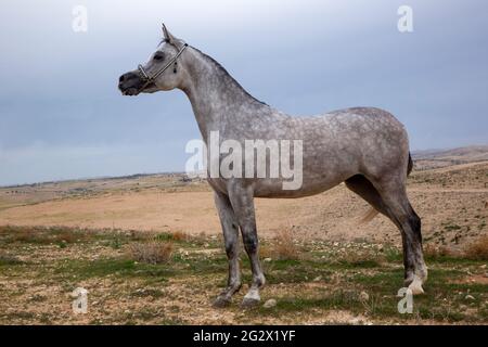 Mare Arabico Foto Stock