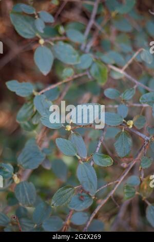 Distalmente acute prossimalmente ampie foglie arrotondate di Hairy Buckbrush, Ceanothus Oliganthus, Rhamnaceae, originario delle montagne di Santa Monica, Springtime. Foto Stock