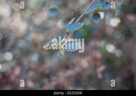 Distalmente acute prossimalmente ampie foglie arrotondate di Hairy Buckbrush, Ceanothus Oliganthus, Rhamnaceae, originario delle montagne di Santa Monica, Springtime. Foto Stock