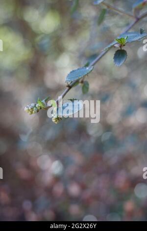 Distalmente acute prossimalmente ampie foglie arrotondate di Hairy Buckbrush, Ceanothus Oliganthus, Rhamnaceae, originario delle montagne di Santa Monica, Springtime. Foto Stock