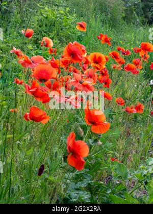 Campo di fiori rossi papaveri (Papaver rhoeas) primo piano. La pianta è anche conosciuta come corn rose, comune, mais , campo , Fiandre o papavero rosso. Foto Stock