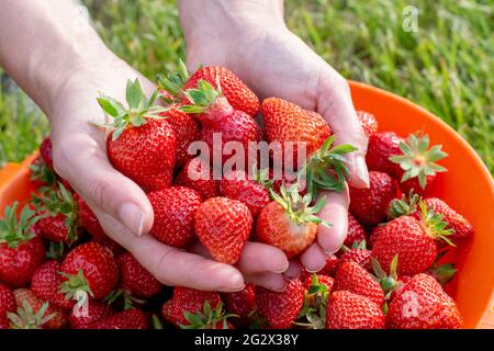 Mani femminili che tengono fragole appena raccolte. Foto Stock