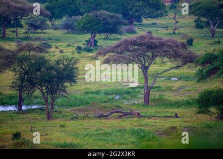 Il Parco Nazionale di Tarangire è un parco nazionale della Regione di Manyara in Tanzania. Il nome del parco deriva dal fiume Tarangire che attraversa il par Foto Stock